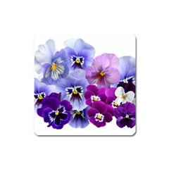 Pansy Isolated Violet Nature Square Magnet by Pakrebo