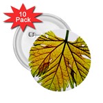 Leaf Grape Vine Sunlight Garden 2.25  Buttons (10 pack)  Front