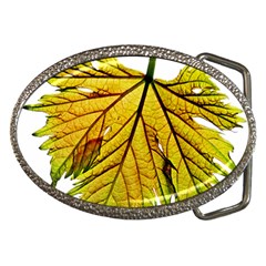 Leaf Grape Vine Sunlight Garden Belt Buckles by Pakrebo