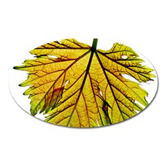 Leaf Grape Vine Sunlight Garden Oval Magnet by Pakrebo