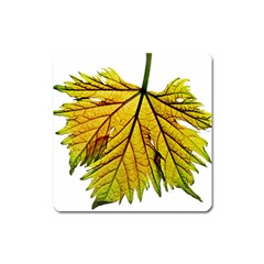 Leaf Grape Vine Sunlight Garden Square Magnet by Pakrebo