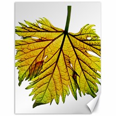 Leaf Grape Vine Sunlight Garden Canvas 18  X 24  by Pakrebo