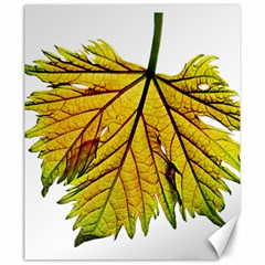 Leaf Grape Vine Sunlight Garden Canvas 20  X 24  by Pakrebo