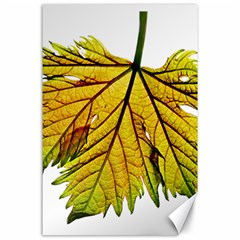 Leaf Grape Vine Sunlight Garden Canvas 24  X 36  by Pakrebo