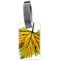 Leaf Grape Vine Sunlight Garden Luggage Tags (two Sides) by Pakrebo