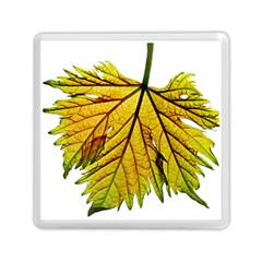 Leaf Grape Vine Sunlight Garden Memory Card Reader (square) by Pakrebo