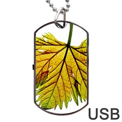 Leaf Grape Vine Sunlight Garden Dog Tag Usb Flash (one Side) by Pakrebo