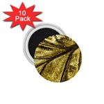 Backdrop Background Blank Color 1.75  Magnets (10 pack)  Front