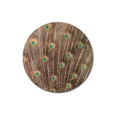 Peacock Feather Bird Exhibition Magnet 3  (round) by Pakrebo