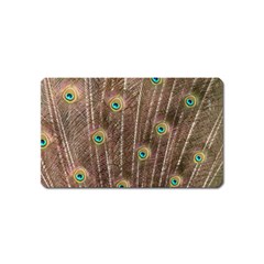 Peacock Feather Bird Exhibition Magnet (name Card) by Pakrebo