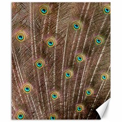 Peacock Feather Bird Exhibition Canvas 8  X 10  by Pakrebo