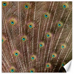 Peacock Feather Bird Exhibition Canvas 12  X 12  by Pakrebo