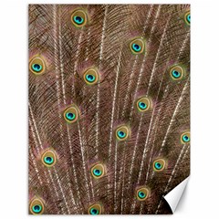 Peacock Feather Bird Exhibition Canvas 18  X 24  by Pakrebo