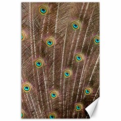 Peacock Feather Bird Exhibition Canvas 24  X 36  by Pakrebo