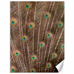 Peacock Feather Bird Exhibition Canvas 36  X 48  by Pakrebo