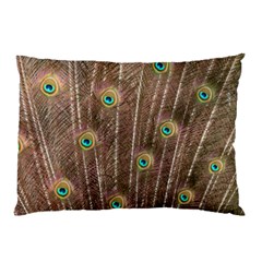 Peacock Feather Bird Exhibition Pillow Case by Pakrebo