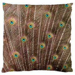 Peacock Feather Bird Exhibition Large Cushion Case (two Sides) by Pakrebo