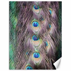 Peacock Bird Pattern Canvas 12  X 16  by Pakrebo