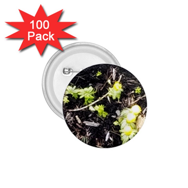 Signs of spring 1.75  Buttons (100 pack) 