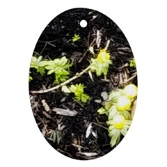 Signs Of Spring Oval Ornament (two Sides) by Riverwoman