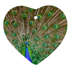 Peacock Color Bird Colorful Ornament (heart) by Pakrebo