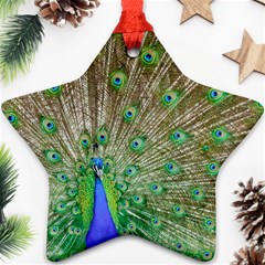 Peacock Color Bird Colorful Ornament (star) by Pakrebo