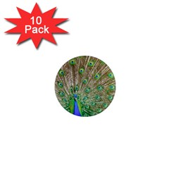 Peacock Color Bird Colorful 1  Mini Magnet (10 Pack)  by Pakrebo