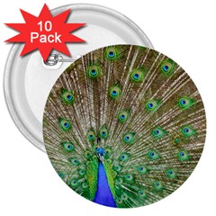 Peacock Color Bird Colorful 3  Buttons (10 Pack)  by Pakrebo