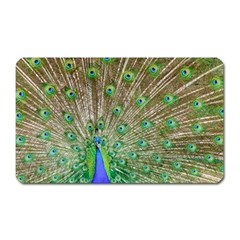 Peacock Color Bird Colorful Magnet (rectangular) by Pakrebo