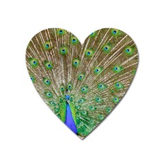 Peacock Color Bird Colorful Heart Magnet by Pakrebo