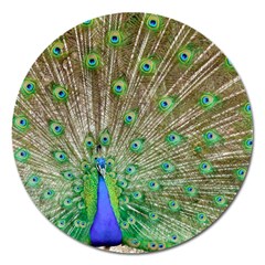 Peacock Color Bird Colorful Magnet 5  (round) by Pakrebo