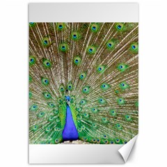 Peacock Color Bird Colorful Canvas 12  X 18  by Pakrebo