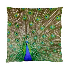 Peacock Color Bird Colorful Standard Cushion Case (two Sides) by Pakrebo