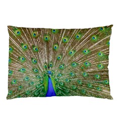 Peacock Color Bird Colorful Pillow Case by Pakrebo