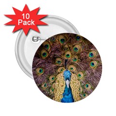 Peacock Feather Peacock Feather 2 25  Buttons (10 Pack)  by Pakrebo