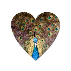 Peacock Feather Peacock Feather Heart Magnet by Pakrebo