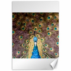 Peacock Feather Peacock Feather Canvas 12  X 18  by Pakrebo