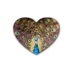 Peacock Feather Peacock Feather Heart Coaster (4 Pack)  by Pakrebo