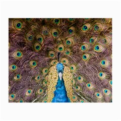 Peacock Feather Peacock Feather Small Glasses Cloth (2-side) by Pakrebo