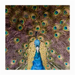 Peacock Feather Peacock Feather Medium Glasses Cloth (2-side) by Pakrebo