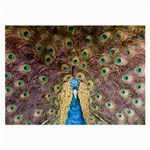 Peacock Feather Peacock Feather Large Glasses Cloth (2-Side) Front