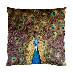 Peacock Feather Peacock Feather Standard Cushion Case (two Sides) by Pakrebo