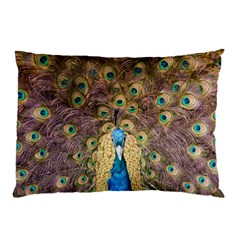 Peacock Feather Peacock Feather Pillow Case by Pakrebo