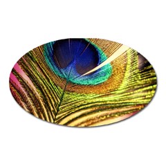 Peacock Feather Colorful Peacock Oval Magnet