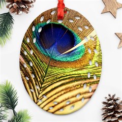 Peacock Feather Colorful Peacock Ornament (Oval Filigree)