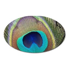 Peacock Feather Close Up Macro Oval Magnet