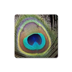 Peacock Feather Close Up Macro Square Magnet