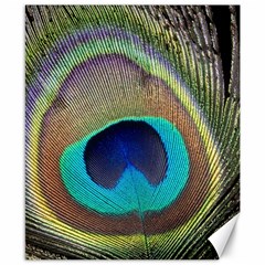 Peacock Feather Close Up Macro Canvas 8  x 10 