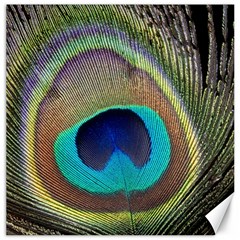 Peacock Feather Close Up Macro Canvas 12  x 12 