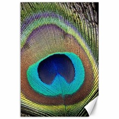 Peacock Feather Close Up Macro Canvas 12  x 18 